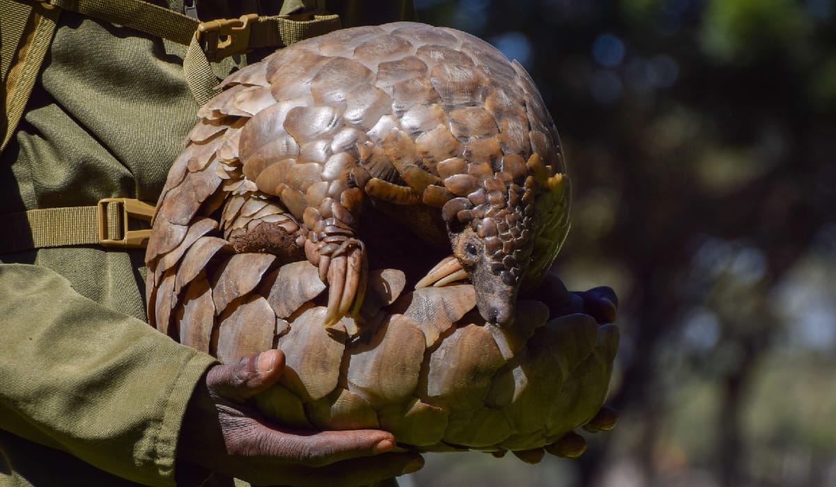 Pangolinii, victimele nevăzute ale braconierilor: Adevărul despre persecuţia lor