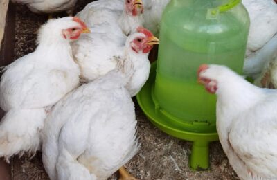 Agroland: Extindere Masivă a Platformei Avicole, Producție de Ouă Triplată până în 2027