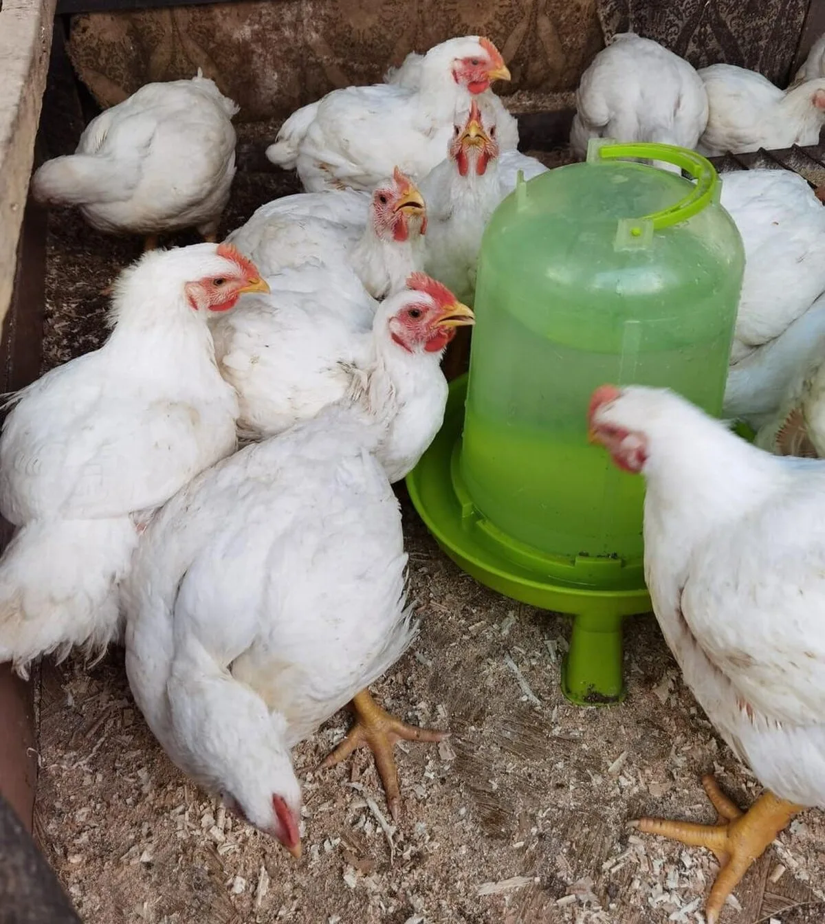 Agroland: Extindere Masivă a Platformei Avicole, Producție de Ouă Triplată până în 2027