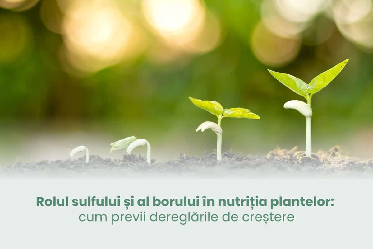 Importanța sulfului și a borului în hrana plantelor: cum să eviți problemele de creștere