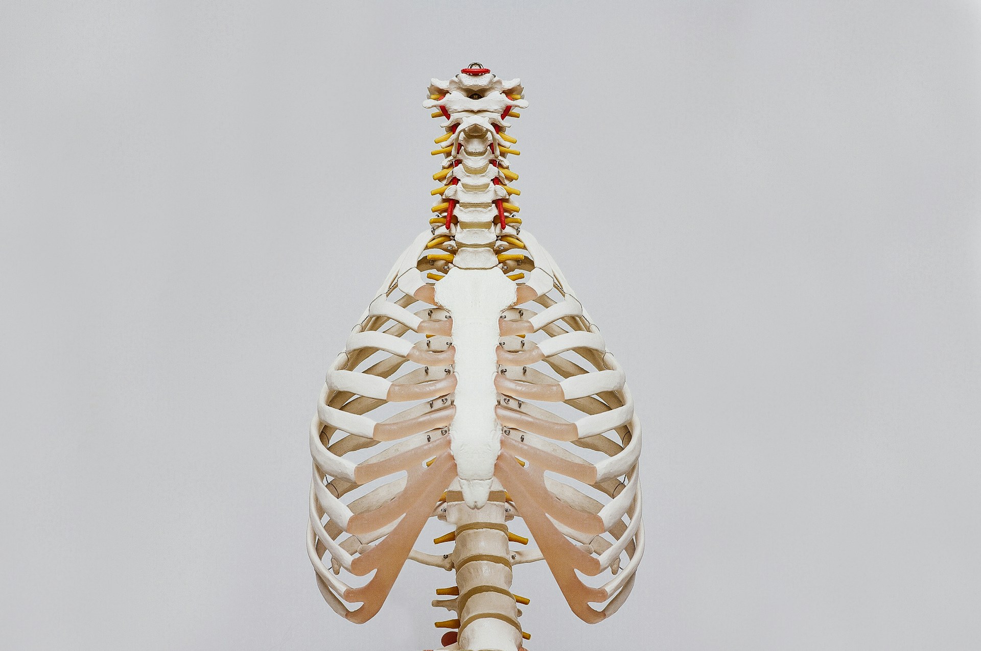 Descoperire senzațională: Butonul biologic care vindecă oasele și previne osteoporoza