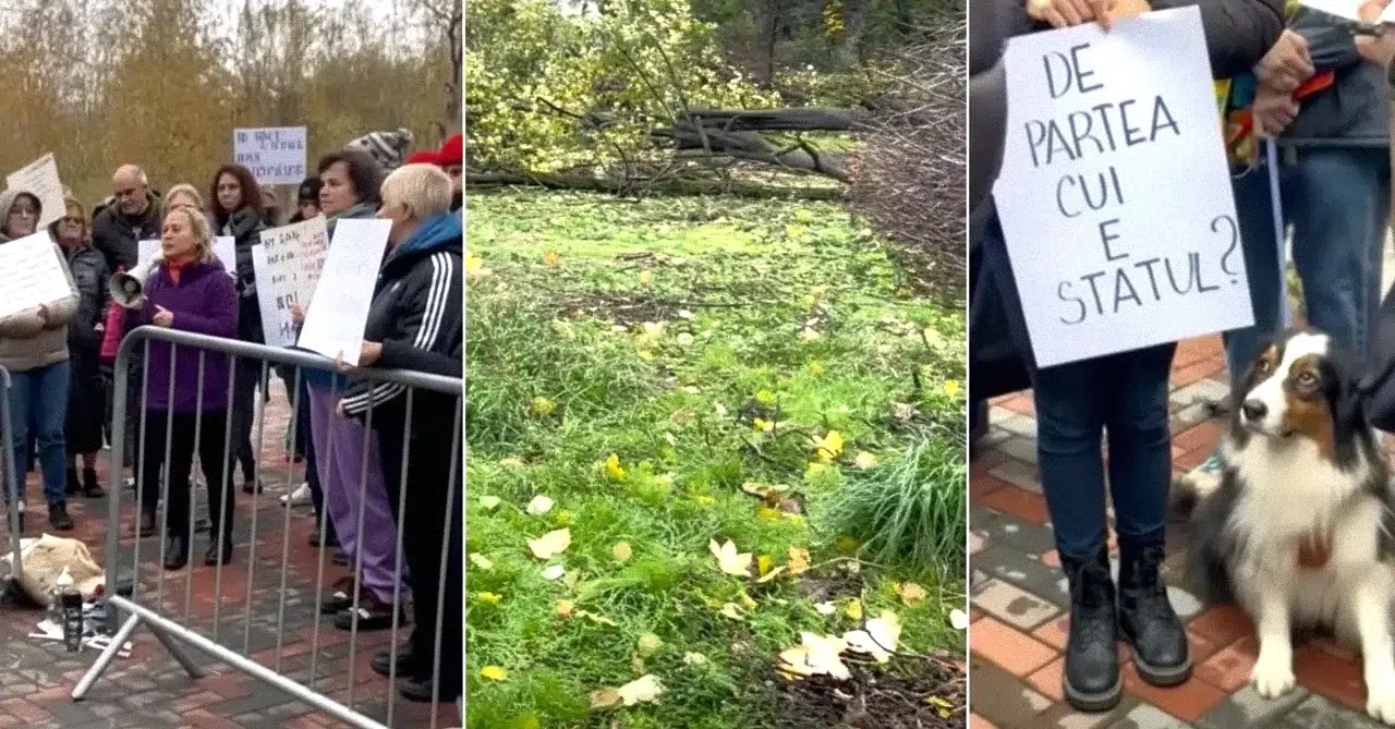 Parcul IOR sub amenințare cum reacționează autoritățile la tăierile de copaci