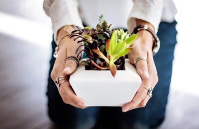 Prea Mult Verde în Casă: Creșterea Stresului cu Plantele de Interior