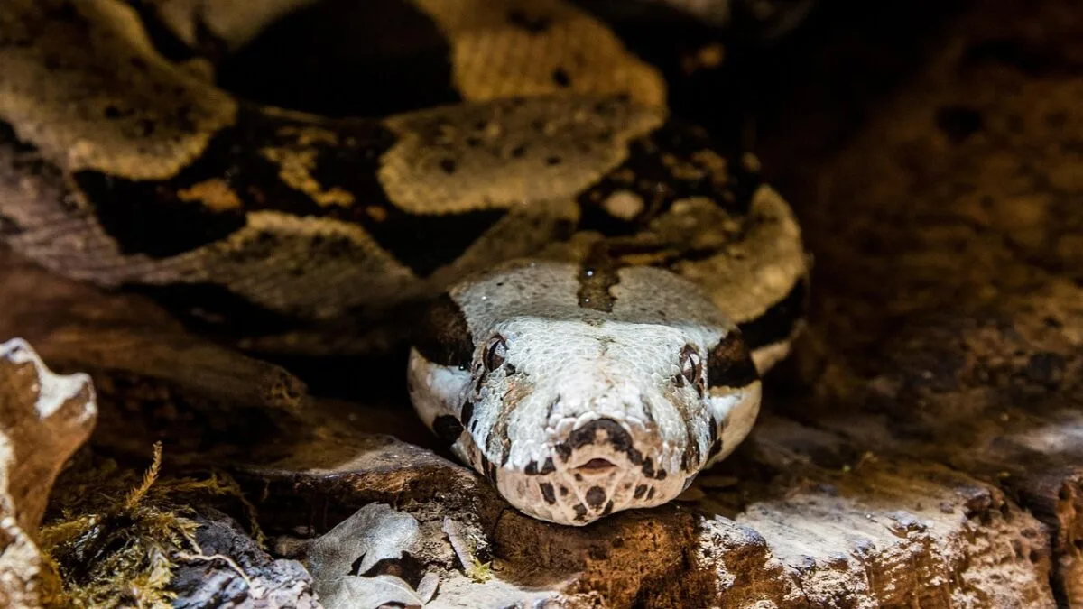 Anaconda reboot
