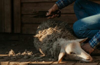 Lana devine o commoditate agricolă profitabilă prin argumente de sustenabilitate