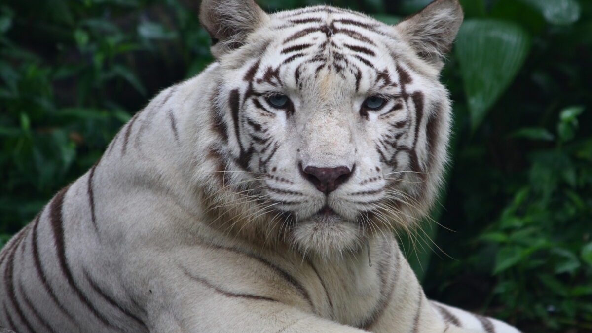 Pui de tigru alb a murit la Zoo Craiova după ce a înghițit pungă plastic
