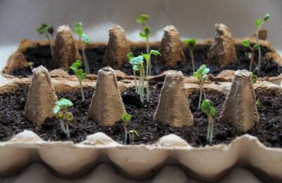 Semințe de calitate si pământ de flori adaptat fiecărei plante