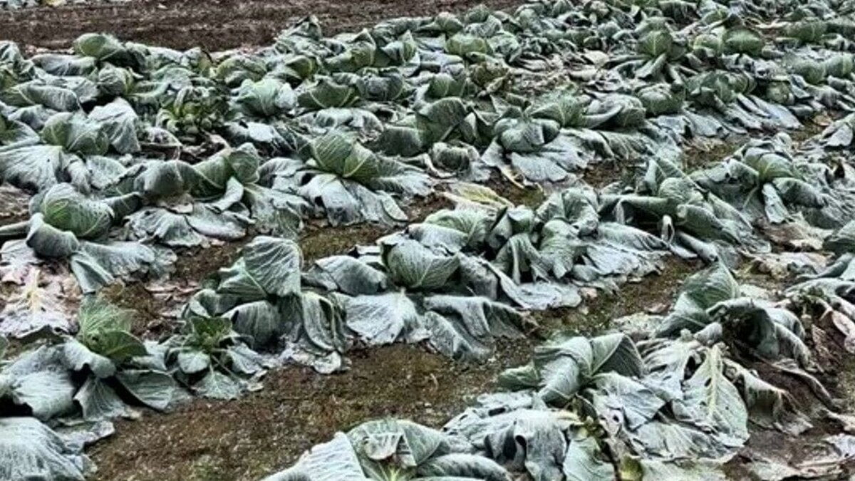 fermier Satu Mare varză