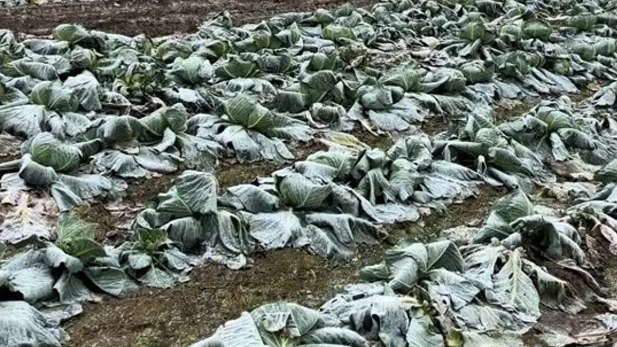 fermier Satu Mare varză