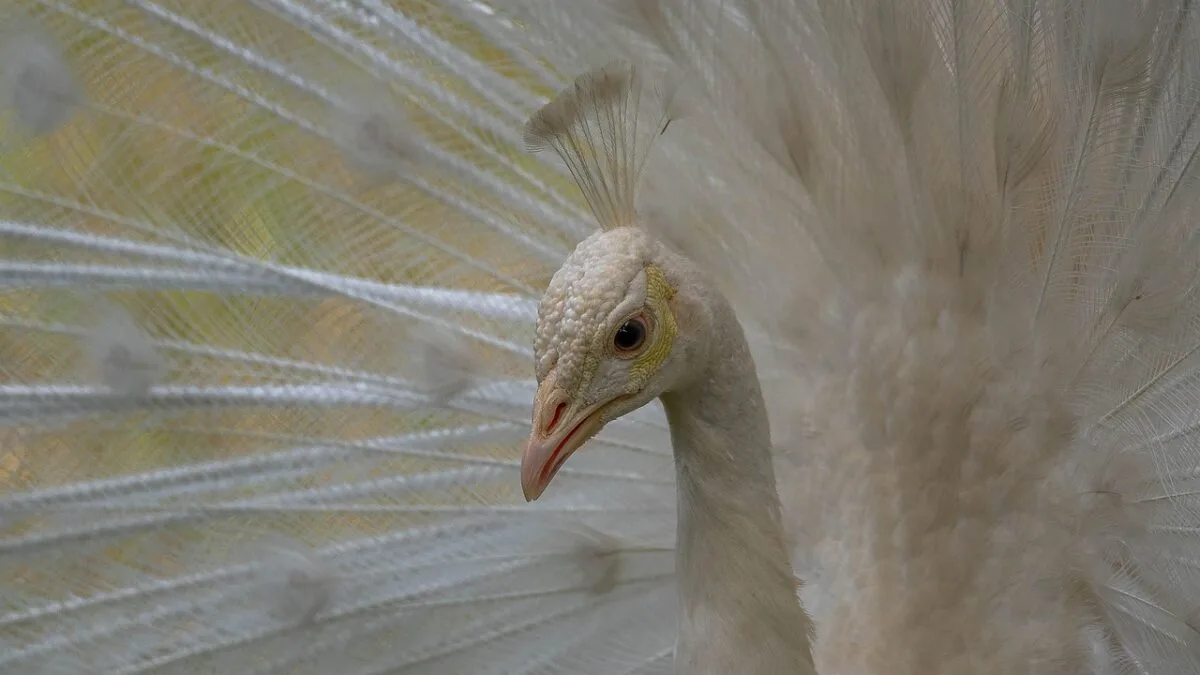 gadgeturi pentru animale