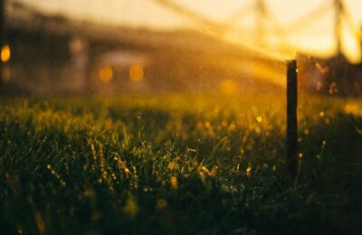 Cum să îngrijești gazonul pe timpul verii