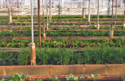 Legumicultori din Olt, loviți de ger și vânt. Solariile, distruse parțial