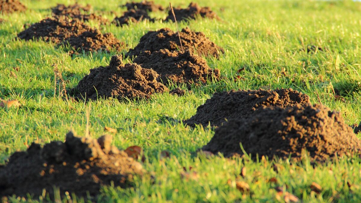 Top 10 mașini de tuns iarba în 2026 pentru orice tip de grădină