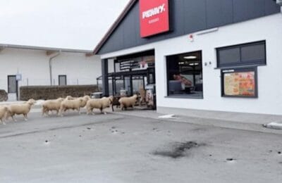 50 de oi au intrat într-un supermarket din Germania