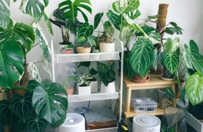 Plante de interior care purifică aerul – ghid complet 2026