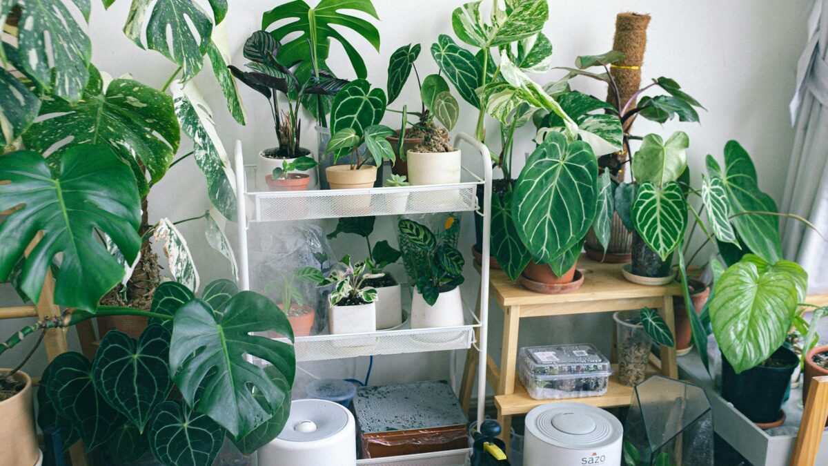 plante de interior purifică aerul