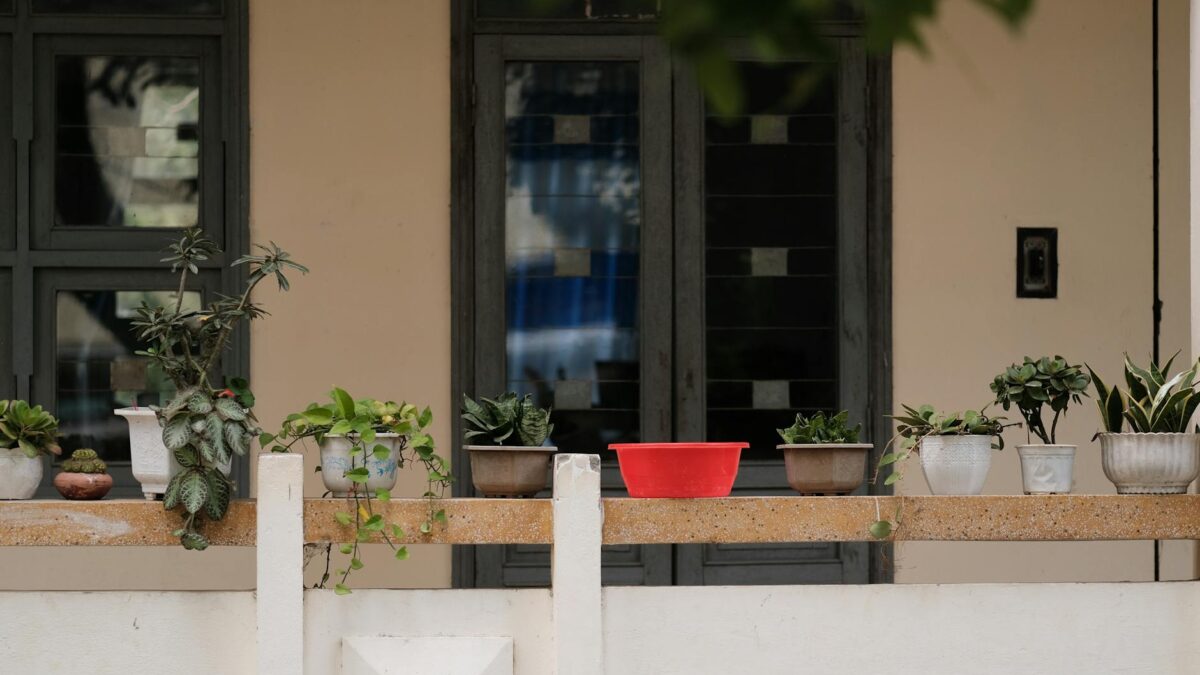 plante rezistente pentru balcon