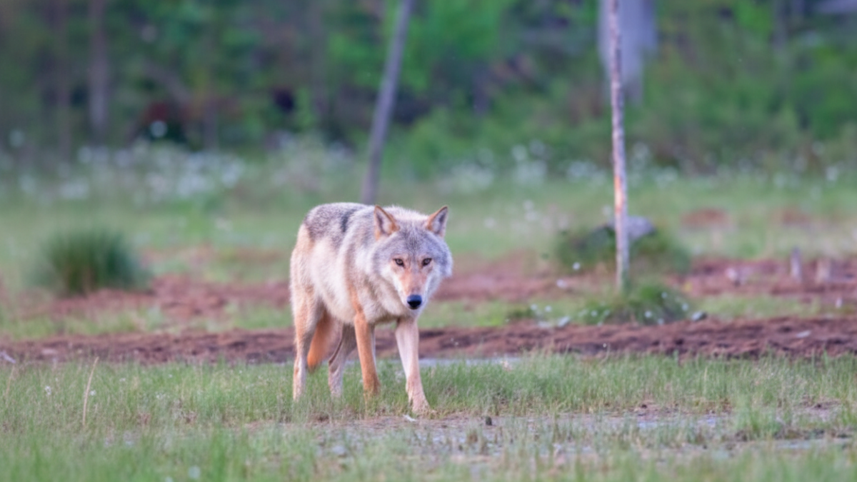 vânătoarea de lupi