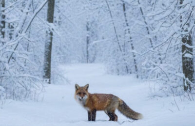 Gorj: Imagini rare din sanctuarul de 1.810 ha unde omul nu calcă