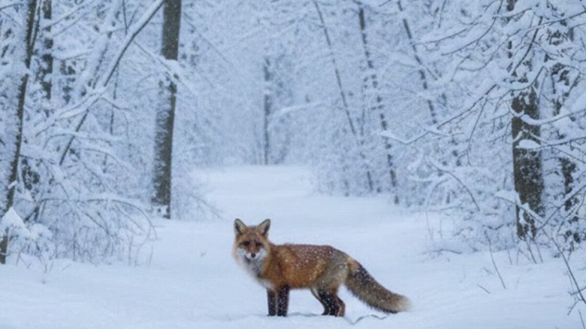 animale salbatice Gorj