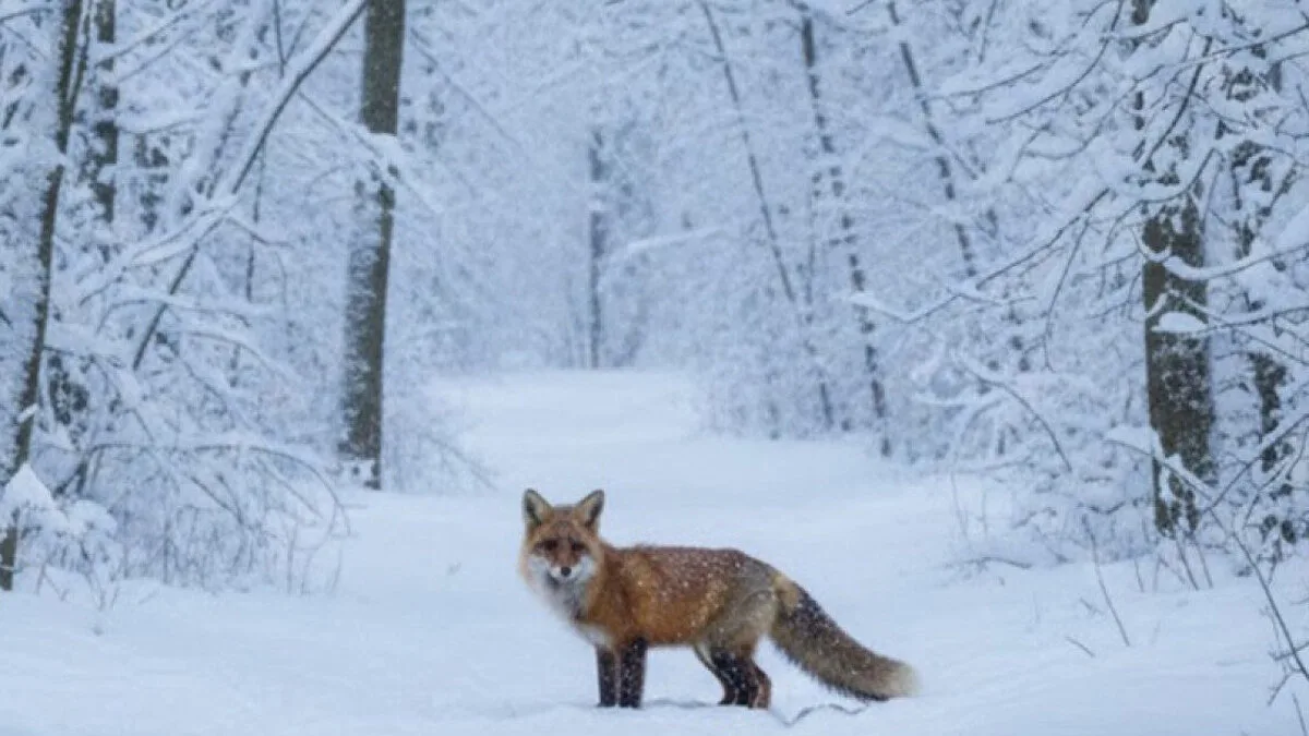 animale salbatice Gorj