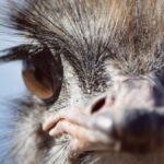 Frauda cu struți imaginari în Vâlcea costă victima 4.300 de lei