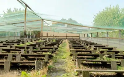 Cum a crescut afacerea cu melci din Brașov care a cucerit Franța?