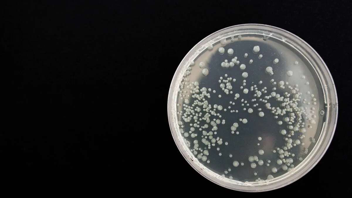 bacterie intestinala, forta musculara