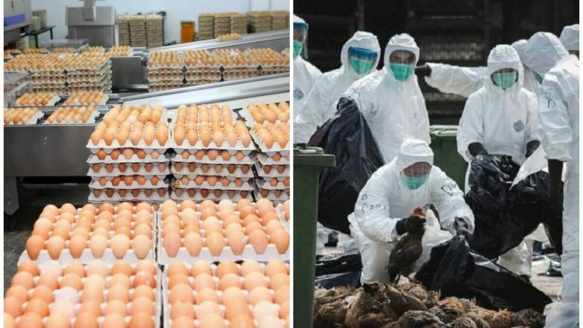 România în atenție după cazurile de gripă aviară la vaci din Olanda