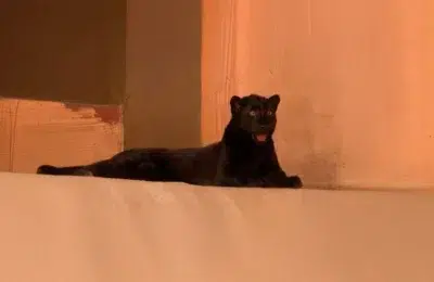 Un pui de leopard negru s-a născut în Ucraina, un caz la un milion