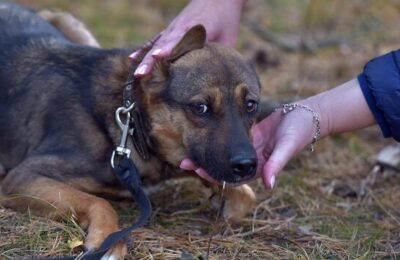 Percheziții în 4 județe pentru firmă care a încasat 100.000 lei din eutanasiere ilegală