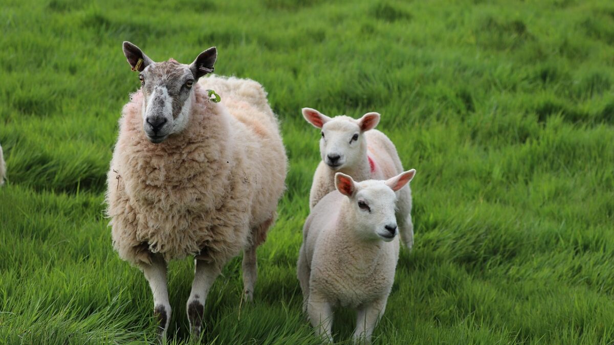 preț miei, crescători ovine