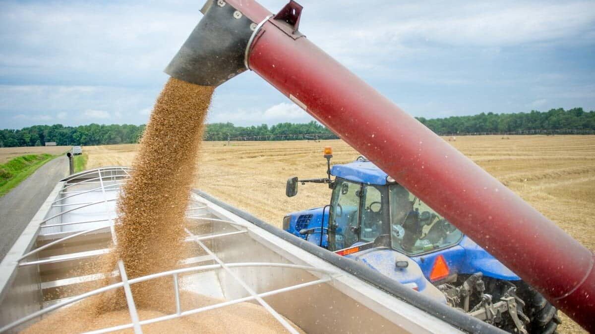 Prețurile grâului sub presiune pentru fermierii români în următorii ani