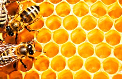 Albinele românești amenințate de contaminarea cu substanțe chimice eterne