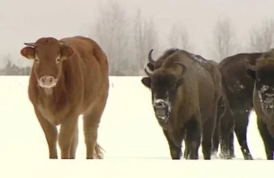 În Polonia, o vacă a fugit de la fermă pentru o viață nouă alături de bizoni sălbatici
