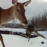 Caii sălbatici prosperă la Cernobîl la aproape 40 de ani de la dezastru