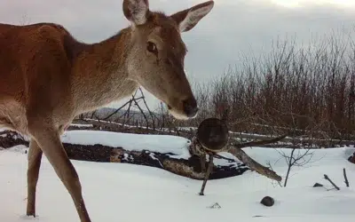 Caii sălbatici prosperă la Cernobîl la aproape 40 de ani de la dezastru