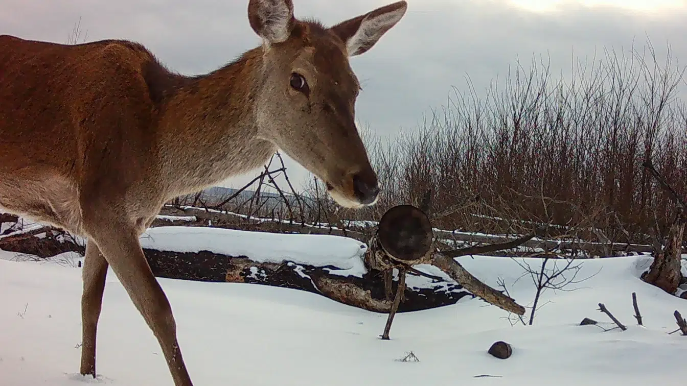 Caii sălbatici prosperă la Cernobîl la aproape 40 de ani de la dezastru