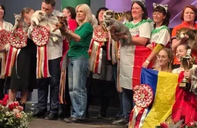 Kira Kiralina este pisica din Iași care a cucerit Europa la un concurs cu un număr de 798 de feline