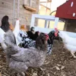 Un focar de Salmonella rezistentă la antibiotice a îmbolnăvit 34 de persoane în SUA