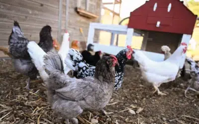 Un focar de Salmonella rezistentă la antibiotice a îmbolnăvit 34 de persoane în SUA