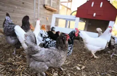 Un focar de Salmonella rezistentă la antibiotice a îmbolnăvit 34 de persoane în SUA