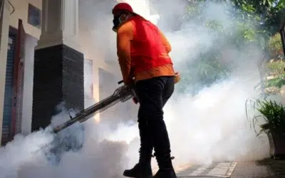 Craiova alocă aproape 1 milion de lei pentru a nimici țânțarii în acest an