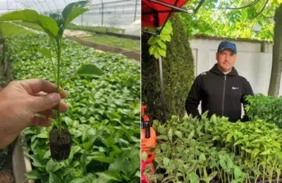 Întors din Anglia după 9 ani, Liviu Moraru dezvăluie de ce agricultura de la noi nu merge