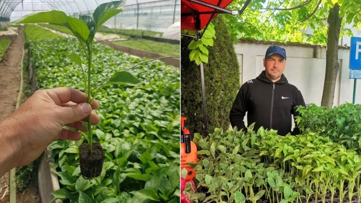 agricultură România