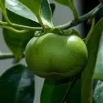 "Arborele morții" a fost inclus în Cartea Recordurilor şi este cel mai periculos din lume