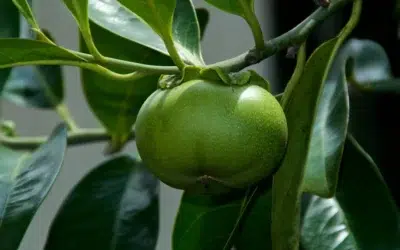 „Arborele morții” a fost inclus în Cartea Recordurilor şi este cel mai periculos din lume