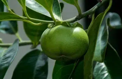 „Arborele morții” a fost inclus în Cartea Recordurilor şi este cel mai periculos din lume