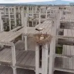 Cum ameninţă războiul din Orientul Mijlociu peste 61 de cuiburi de berze din Serbia?