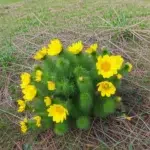 În Mureş, un spectacol unic cu bujorii galbeni care înfloresc doar o lună pe an